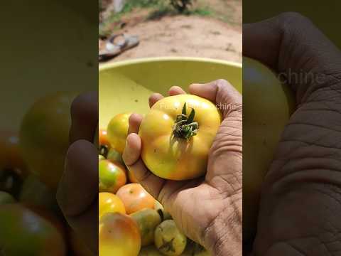 Agriculture Short Video