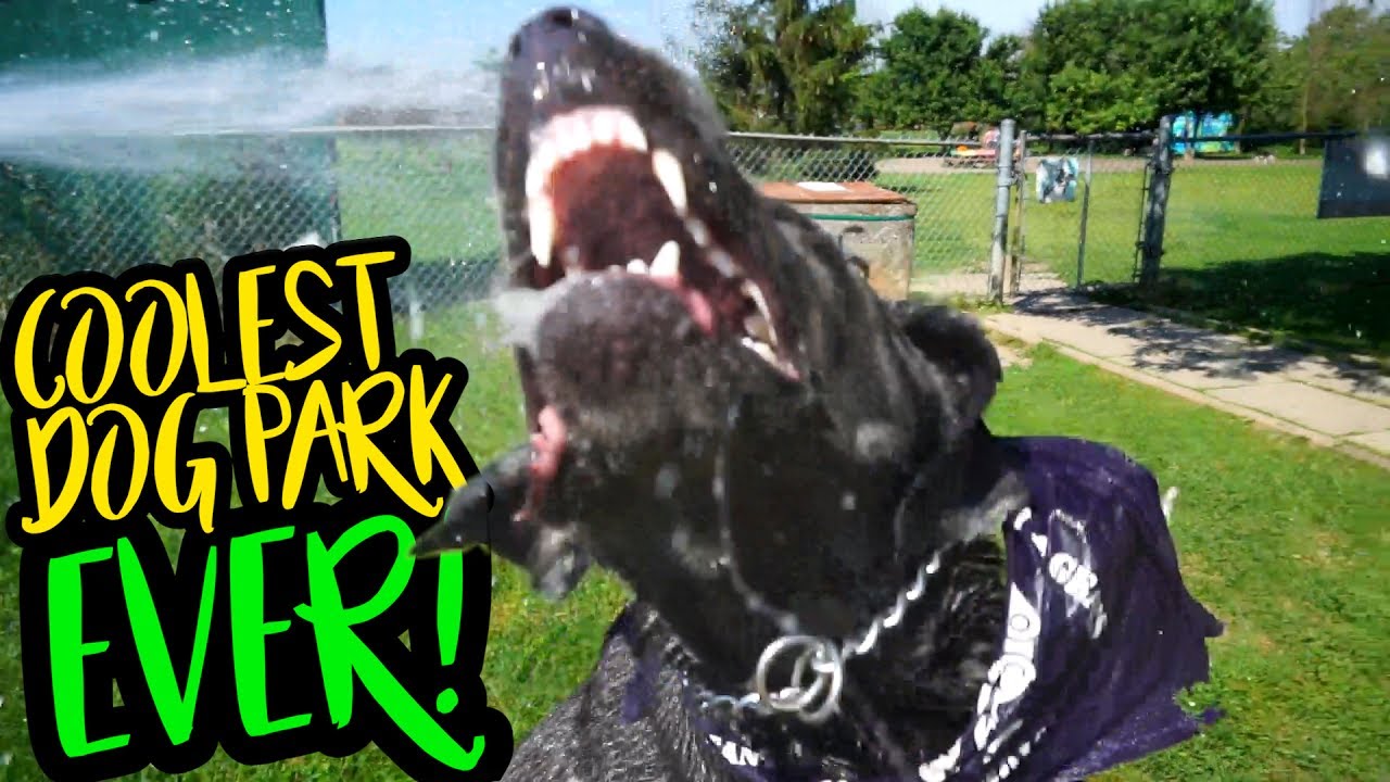 WORLD'S COOLEST DOG PARK! YouTube