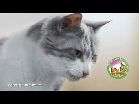 Pub Dentalife Chat Purina mars 2020
