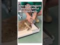 Man finds koala crying over her friend 😭 h