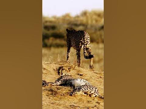 Have you ever asked why cheetahs are vulnerable to larger predators