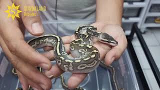 Celebrity MORPH REVIEW BALL PYTHON INDONESIA GHI COMBO FROM SUNDALAND REPTILES Net Worth