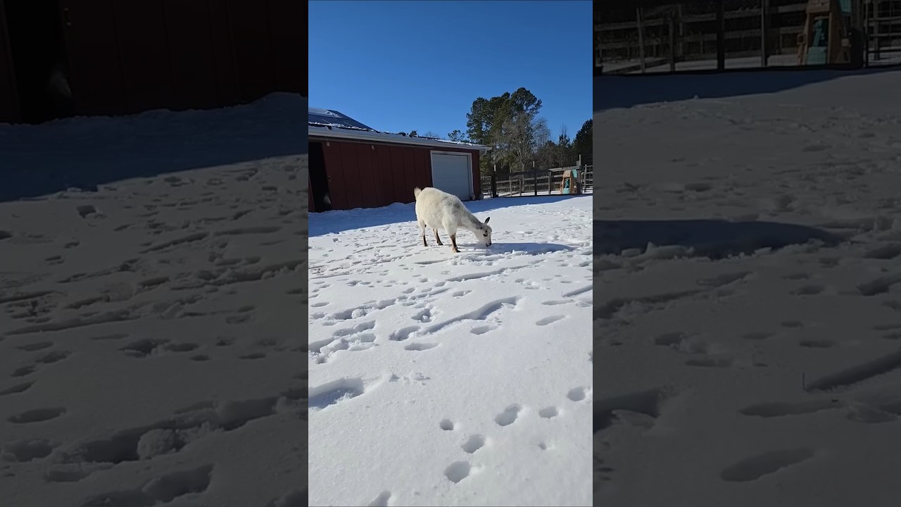 Goats first Snow 