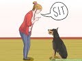 Իսկ Ձեր շունը կարող է?......... /Doberman is singing!