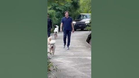 Imran Khan In walk in Bani Gala #shortsviral #imrankhan