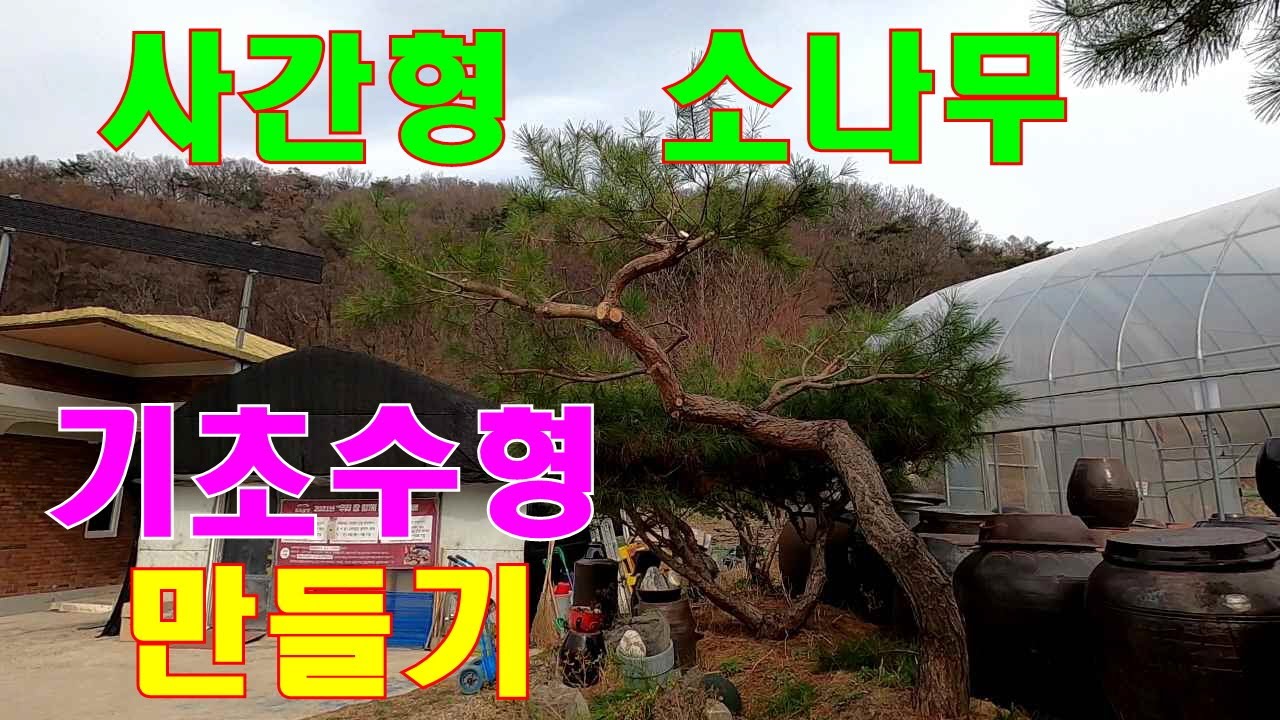 사간형 소나무다듬기 - 수형상의 수간의 선을 드러내주고 그에 따른 가지배치를 합니다. #정원관리 #소나무관리 #소나무전지 #소나무수형