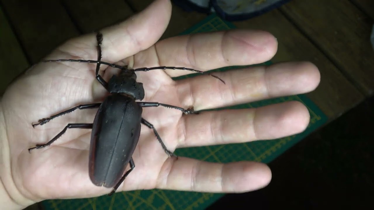 GIANT BEETLE DESTROYS MY HAND (Bite demostration FAIL): Cerambycidae / Longhorn beetle
