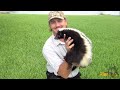 The Python Hunter : AnimalBytesTV