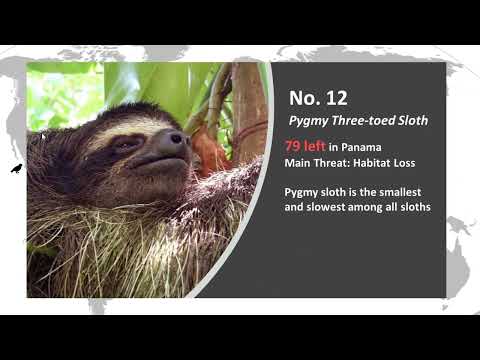 20 Most Endangered Animals Ranked by Current Population