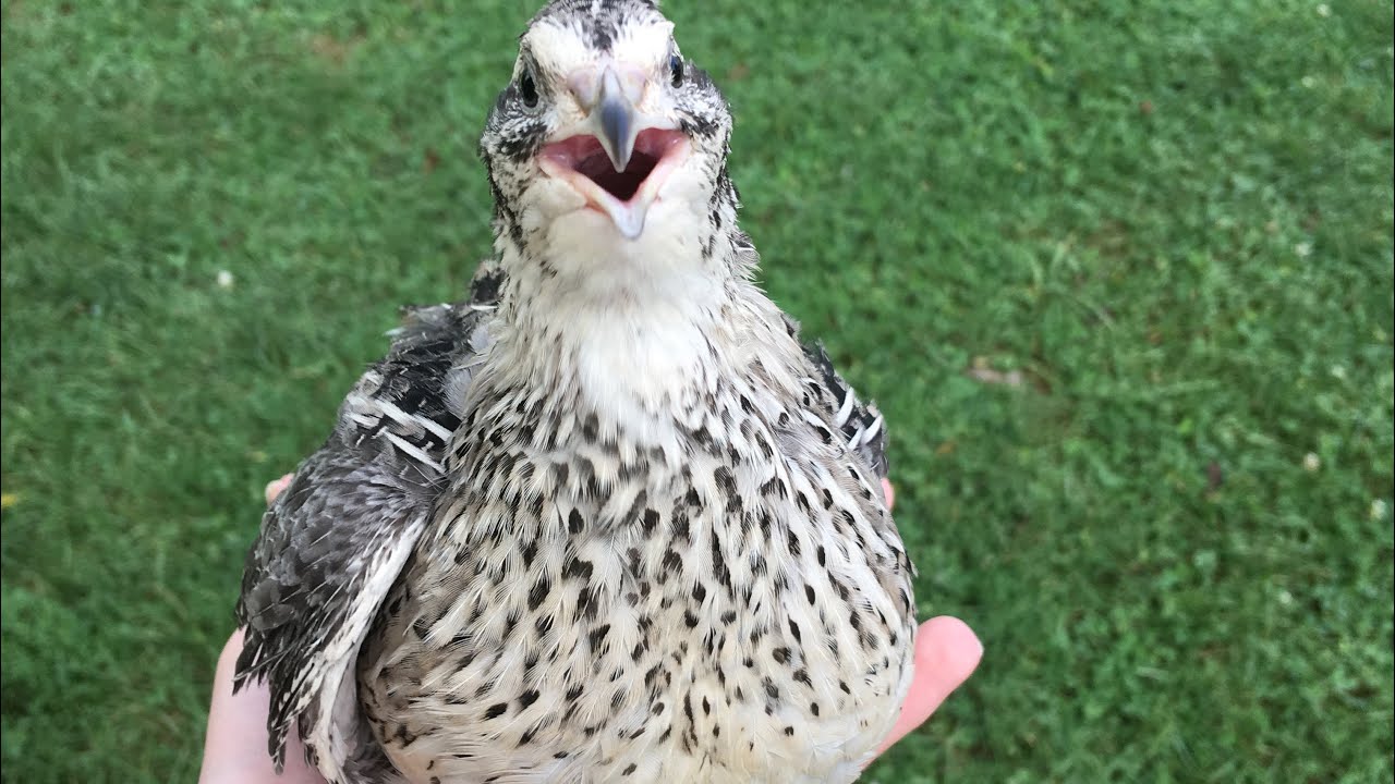 What is in the FEATHER SEXABLE MIX FROM MYSHIRE FARM?????