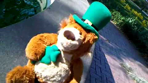 Adoreable O'Grady Bear Sings for St Patrick's Day ...