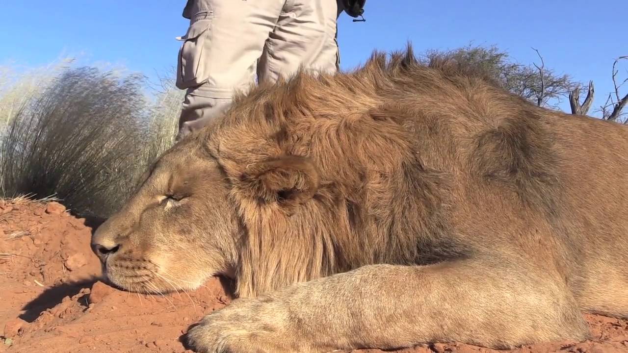 Top 89+ imagen cazadores cazando leones