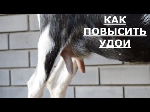 Как увеличить надои молока у козы в домашних условиях