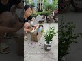 #三角梅 #養花 #愛生活愛養花 #養花人的樂趣 #花卉綠植