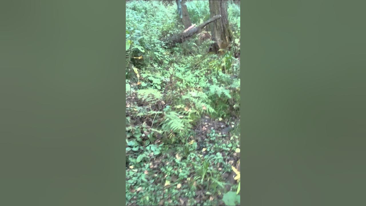 Мы вступаем в глубь леса. Посетите скаутов у лесного ручья. скай скауты у лесного ручья. в глубь леса или вглубь леса.