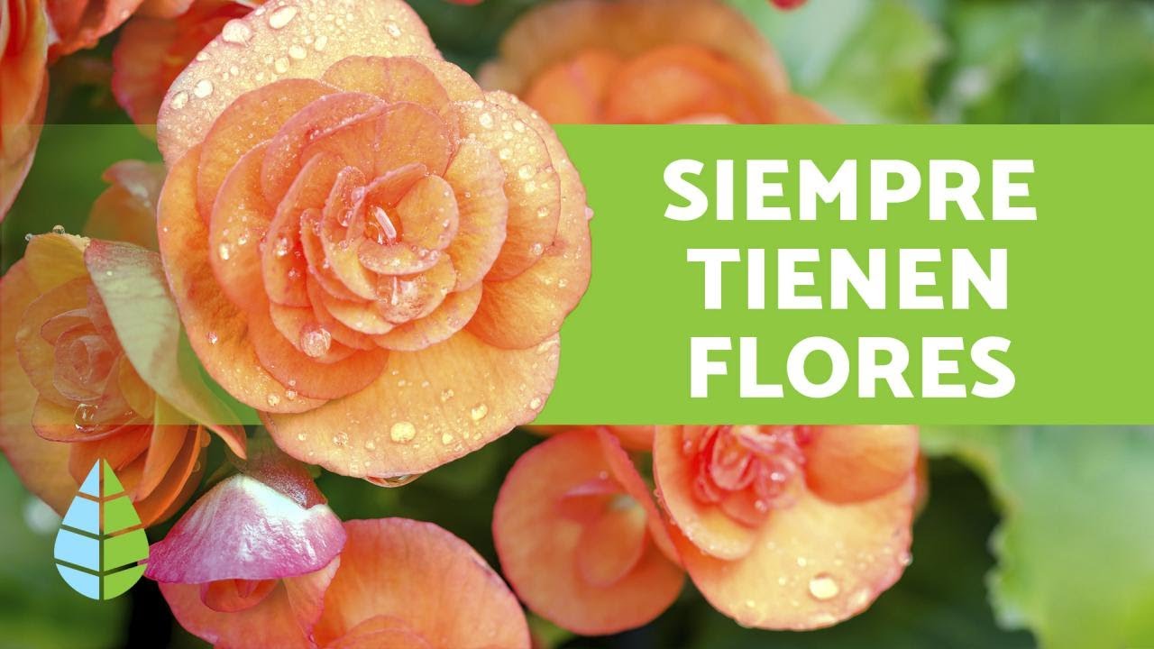 10 PLANTAS que FLORECEN TODO EL AÑO + Nombres y Cuidados - thptnganamst.edu.vn