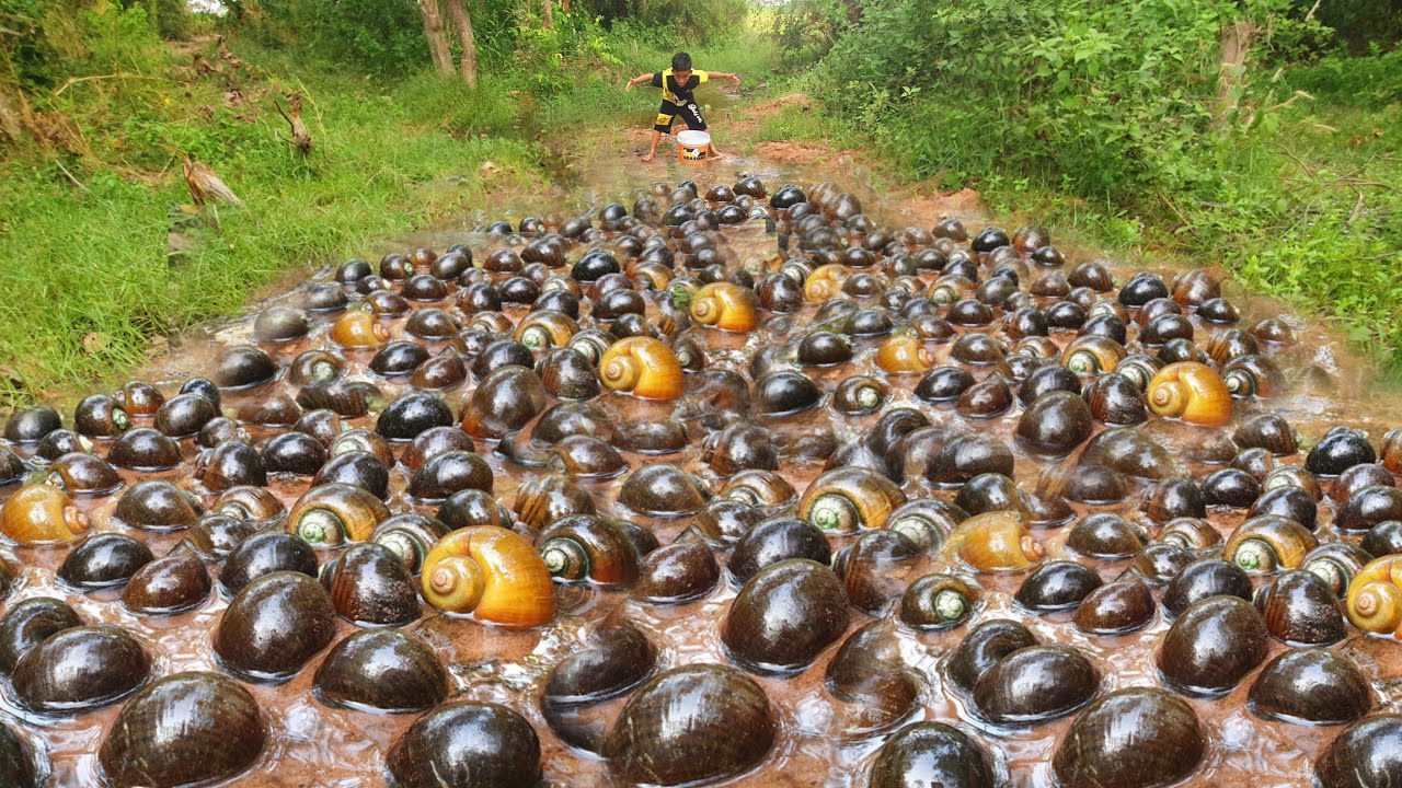 Top Catching! Collect Best Hand, A lots of snails catch by fisherman