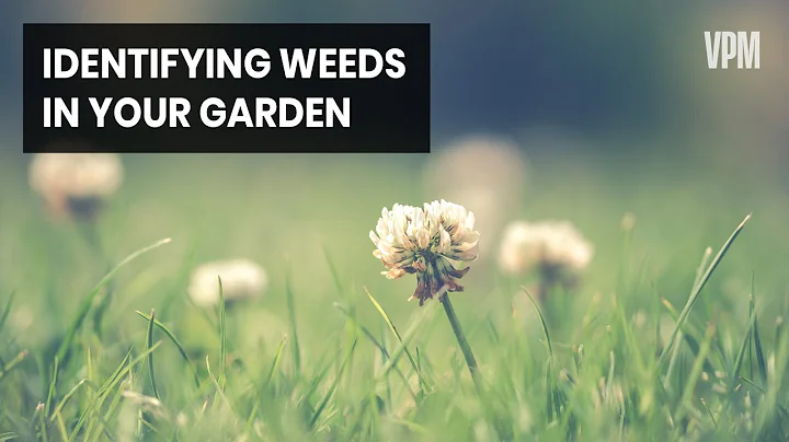 How To Identify and Safely Remove Three Noxious Weeds