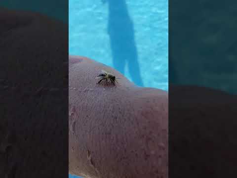 Racist Dominican bee