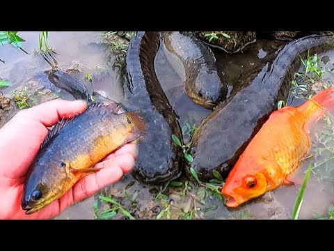 Catching tilapia, carp, goldfish, snakehead fish, and other types of fish.
