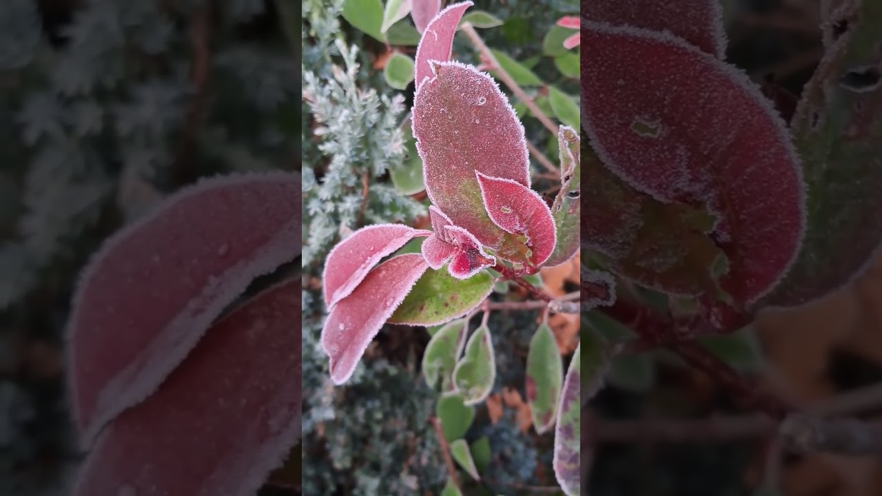 Plants for Winter - Frosty Red Robin plant. 