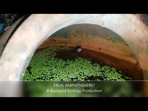Frog amphitheatre?