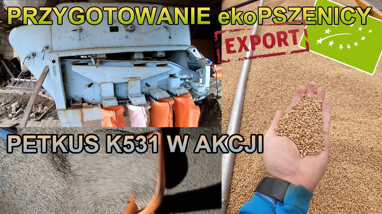 Przygotowanie wysokojakościowej ekoPSZENICY na export | W mokre lata kosi się brudno.