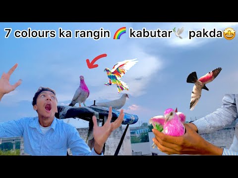 7 colours ka rangin 🌈 kabutar 🕊️pakda🤩 !! Try to catch colour full pigeons 🕊️🤩