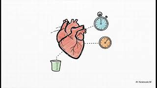A Journey at The Heart &amp; Cardiac Cycle