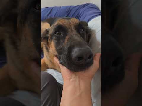 Innocence Is My Cover Mischief Is My Game Shortsfeed Trending Dog Viralshort 