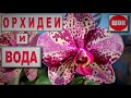 ШОК! СЛУЧАЙНЫЙ ЭКСПЕРИМЕНТ! ПРИКЛЮЧЕНИЯ ПНЯ ОРХИДЕИ ФРОНТЕРА! СТРАХИ ВОДЫ НЕ ОБОСНОВАНЫ! РЕЗУЛЬТАТ👍