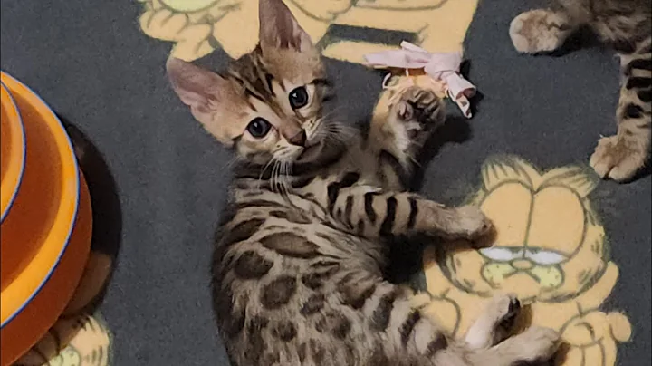 Watch the video about Divas new litter of brown spotted bengal cubs