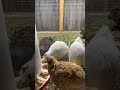 Quails Do This With Their Feet When Happy Quail Quails