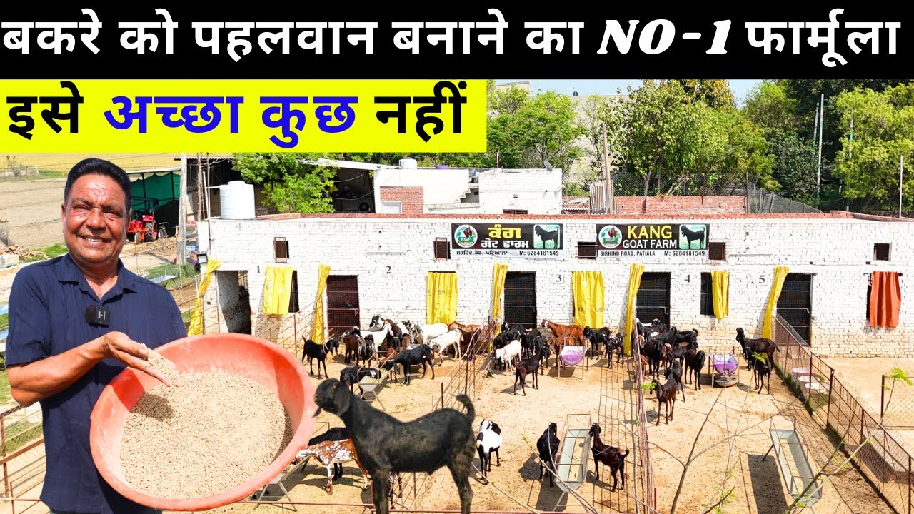 बकरी और बकरे को पहलवान बना देगी ये देसी खुराक  II Goat Farming II  Goat Farm II Goat Feed