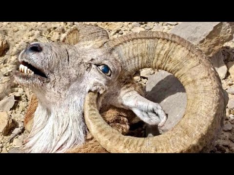 Suicidal Goat | KILLED It Self...