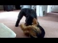 Kerry Blue Terrier VS Airedale - the adventures of Hitch and Griffon Episode 2