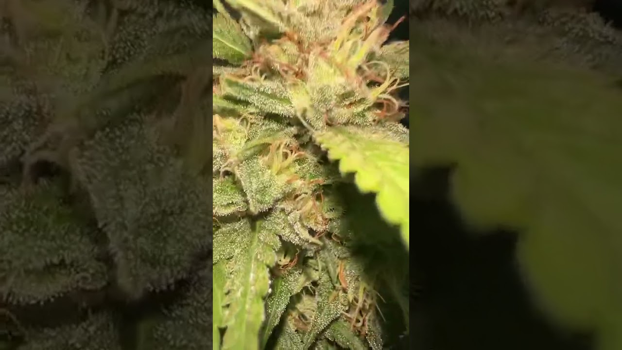 Update on our Lemon Skunk in Our OK Farm.  