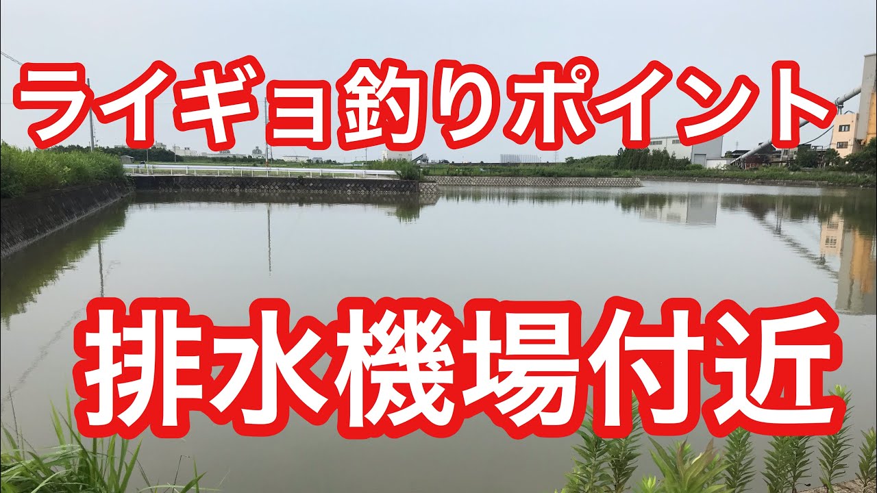 雷魚地図マップ　雷魚釣り　雷魚　静岡県　栃木県　茨城県 静岡ライギョ釣行 久々のカバーゲームに興奮！ | まるなか大衆鮮魚