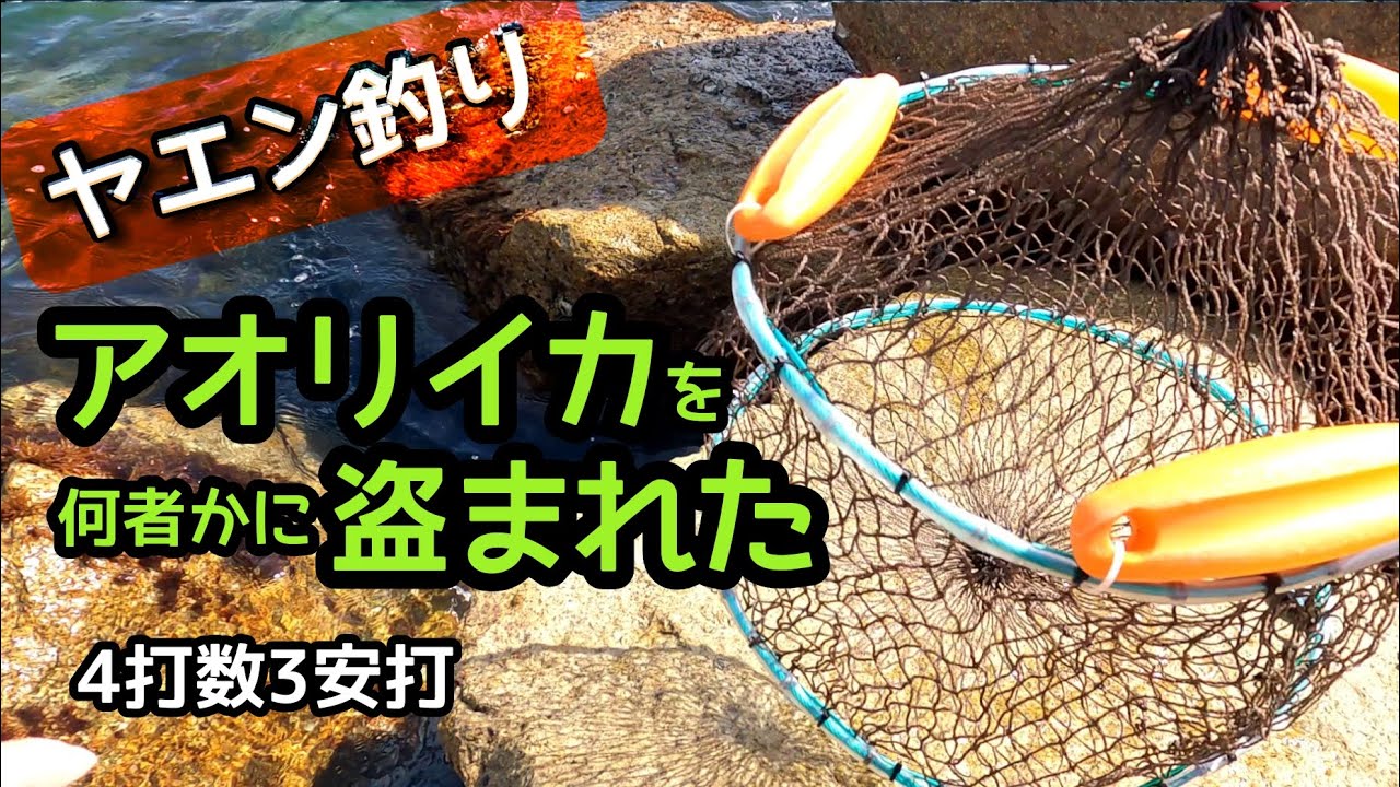 アオリイカを何者かに盗まれた 三重県で泥障烏賊のヤエン釣りをしました 