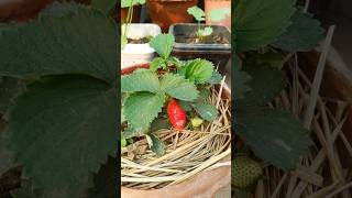 Tips to grow Strawberry 🍓 #shorts #youtubeshorts #strawberry #gardening #viral