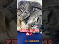 定期的に我に帰る猫　#shorts #cat #今日の夏目くん