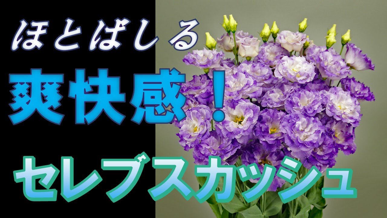 新品種 爽快ブルー系 セレブスカッシュ トルコギキョウ リシアンサス Lisianthus Youtube