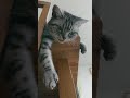 無表情ながらも握手には応じてくれる優しい猫のクレア #Shorts