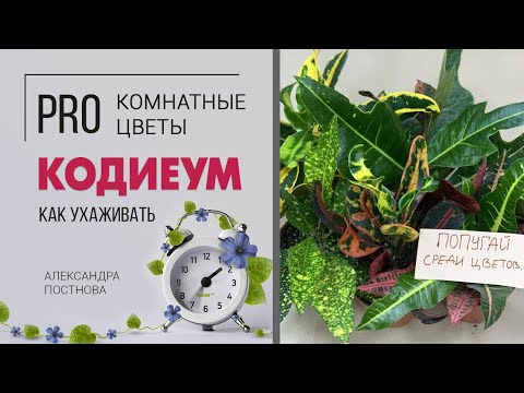 Кодиеум | Яркие растения круглый год