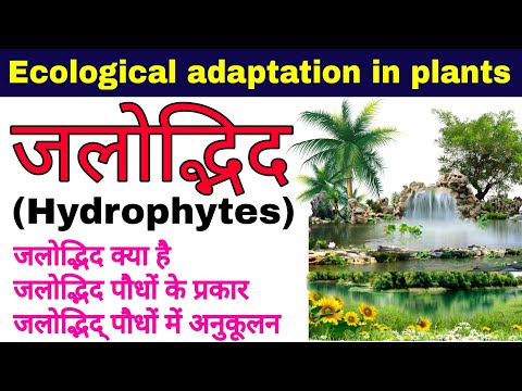 जलोद्भिद पौधे | जलोद्भिद पौधों के प्रकार, अनुकूलन | hydrophytes plants | adaptation in hydrophytes