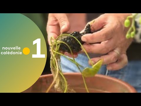 Vidéo: Quand planter des bulbes de nénuphar ?