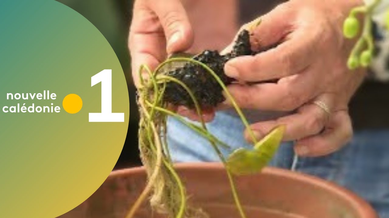 26 - Astuce jardinage : planter des nénuphars