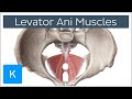 Levator Ani Muscle - Origin, Insertion & Function - Human Anatomy | Kenhub