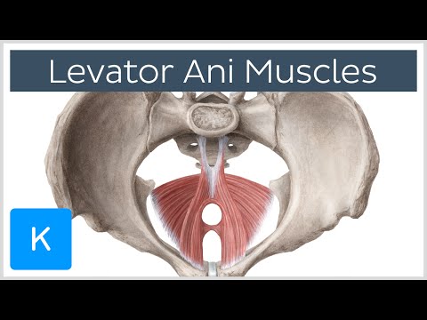 Levator Ani Muscle - Origin, Insertion & Function - Human Anatomy | Kenhub