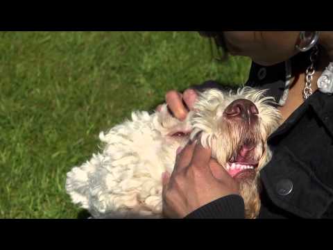 Video: Hur Man Avkänsliggör Ditt Husdjur För Veterinären